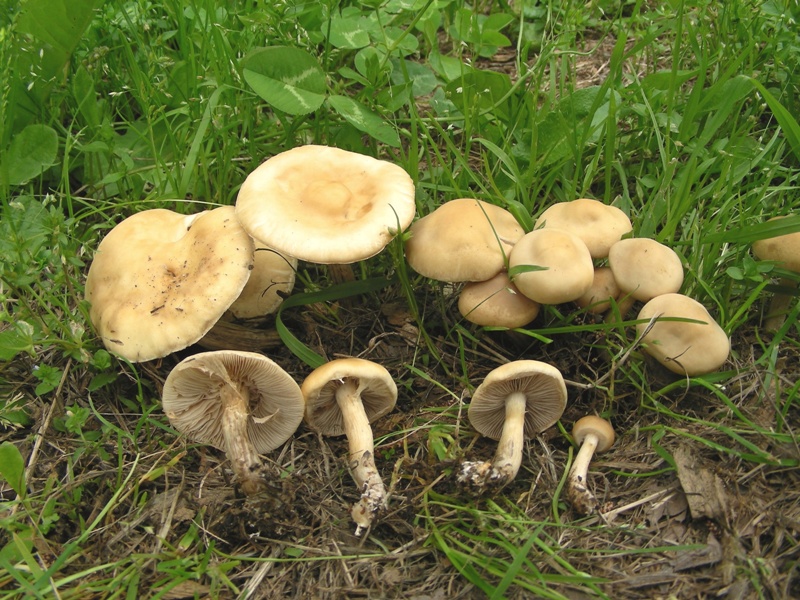 Escursione al parco dei cedri